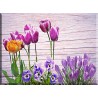 9547-Tulipanes violeta sobre madera