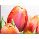 9548-Tulipanes roseados