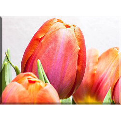 9548-Tulipanes roseados