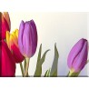 9549-colorido en tulipanes