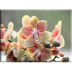 -Orquídea De Plantas Ornamentalen Flor