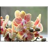 -Orquídea De Plantas Ornamentalen Flor