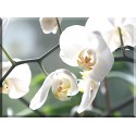 orquideas blancas
