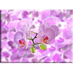 Orquídeas Fondo Abstracto Textura Composición