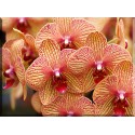 orquidea decoración