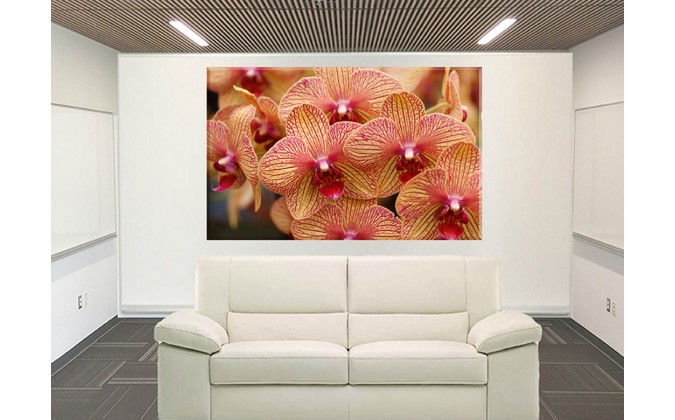 orquidea decoración