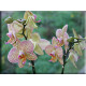 orquidea color rosa
