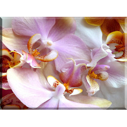 orquidea de la polilla