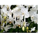 orquideas en manto blancas