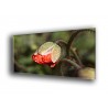 Poppy-1009