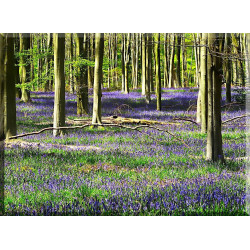 Forestales Árboles Bosques Lavanda Flores Plantas_22016