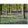 Forestales Árboles Bosques Lavanda Flores Plantas_22016