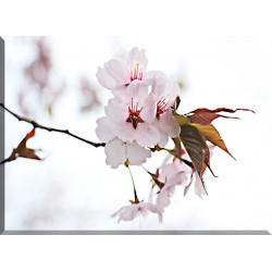 Cerezos Japoneses Flores De Cerezo Japonés_96016