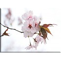 Cerezos Japoneses Flores De Cerezo Japonés_9619