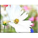 Flor Blanca Jardín malgarita blanca - 6025
