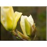5501-Flower