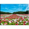 Campo de amapolas -1016