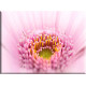 9009-Macro flor rosa