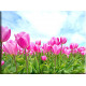 Campo de tulipanes prado flores